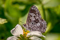 White-banded Pierrot Niphanda asialis (Fawcett's Pierrot)