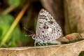 White-banded Pierrot Niphanda asialis (Fawcett's Pierrot)