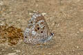 White-banded Pierrot Niphanda asialis (Fawcett's Pierrot)