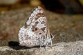 White-banded Pierrot Niphanda asialis (Fawcett's Pierrot)