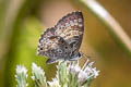 White-banded Pierrot Niphanda asialis (Fawcett's Pierrot)