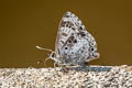 White-banded Pierrot Niphanda asialis (Fawcett's Pierrot)