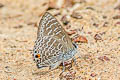 White Ciliate Blue Anthene licates dusuntua