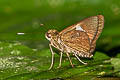 White Club Flitter Oerane microthyrus neaera (Demon Flitter)