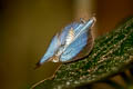 White-dot Oakblue Arhopala democritus democritus