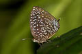 White-dot Oakblue Arhopala democritus democritus