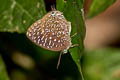 White-dot Oakblue Arhopala democritus democritus