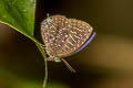 White-dot Oakblue Arhopala democritus democritus