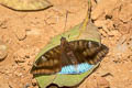 White-edged Blue Baron Euthalia phemius phemius