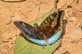 White-edged Blue Baron Euthalia phemius phemius