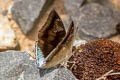 White-edged Blue Baron Euthalia phemius phemius