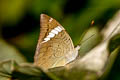 White-edged Blue Baron Euthalia phemius phemius