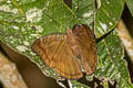 White-edged Blue Baron Euthalia phemius ipona 