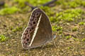 White-line Bushbrown Mycalesis malsara