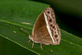 White-line Bushbrown Mycalesis malsara