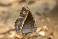 White-line Bushbrown Mycalesis malsara