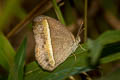 White-line Bushbrown Mycalesis malsara