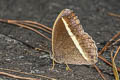 White-line Bushbrown Mycalesis malsara