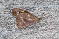 White-spot Beak Libythea narina rohini