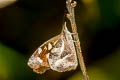 White-spot Beak Libythea narina rohini