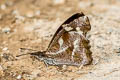 White-spot Beak Libythea narina rohini