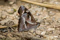 White-spot Beak Libythea narina rohini