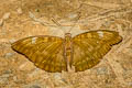 White-tipped Baron Euthalia eriphylae chula (Grey-tipped Baron)