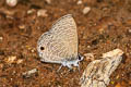 White-tipped Lineblue Prosotas noreia hampsoni