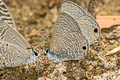 White-tipped Lineblue Prosotas noreia hampsoni