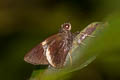 White-tipped Palmer Lotongus calathus balta