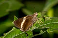 White-tipped Palmer Lotongus calathus balta