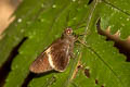 White-tipped Palmer Lotongus calathus calathus