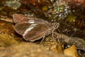 White-tipped Palmer Lotongus calathus calathus