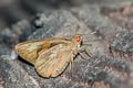 White-tipped Skipper Erionota acroleuca apicalis