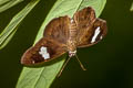 White Banded Flat Celaenorrhinus asmara asmara