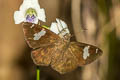 White Banded Flat Celaenorrhinus asmara consertus