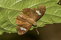 White Banded Flat Celaenorrhinus asmara consertus