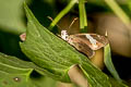 White Banded Flat Celaenorrhinus asmara consertus