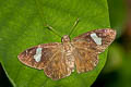 White Banded Flat Celaenorrhinus asmara asmara