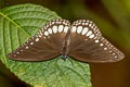 White Diadem Ethope diademoides diademoides