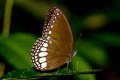 Malayan Owl Neorina lowii neophyta