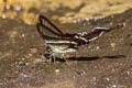 White Dragontail Lamproptera curius curius