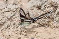 White Dragontail Lamproptera curius curius