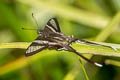 White Dragontail Lamproptera curius curius