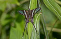 White Dragontail Lamproptera curius curius