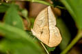 White Dryad Aemona lena salweena