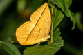 White Dryad Aemona lena salweena