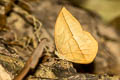White Dryad Aemona lena salweena