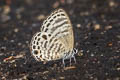 White Lineblue Nacaduba angusta albida