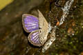 White Lineblue Nacaduba angusta albida